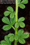 Cleome stricta