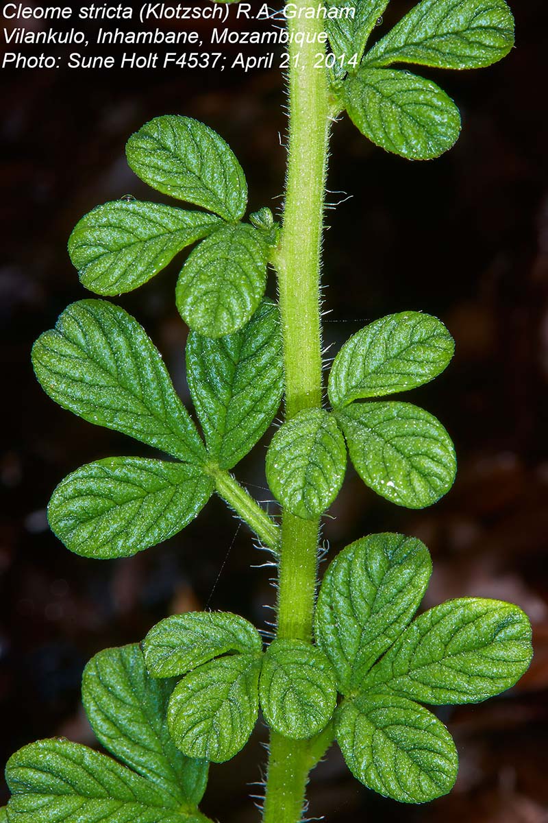 Cleome stricta