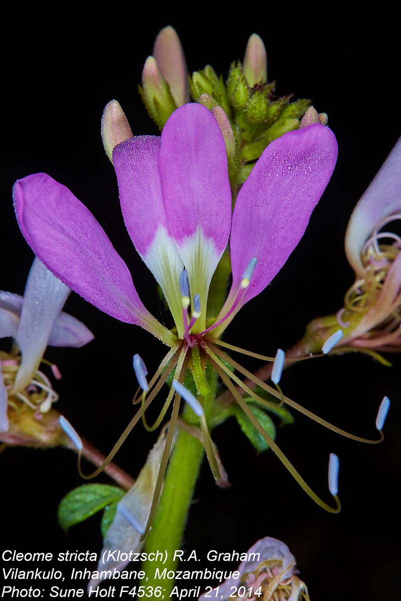 Cleome stricta