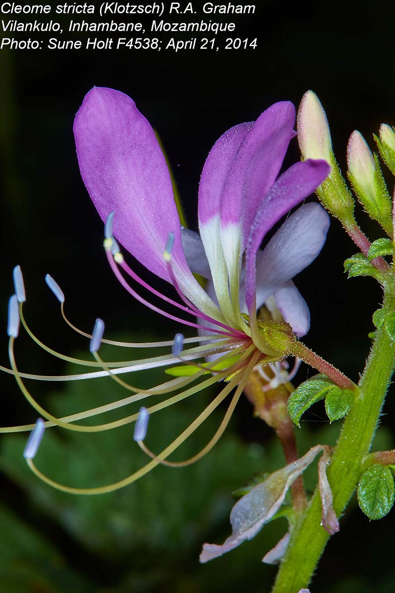 Cleome stricta