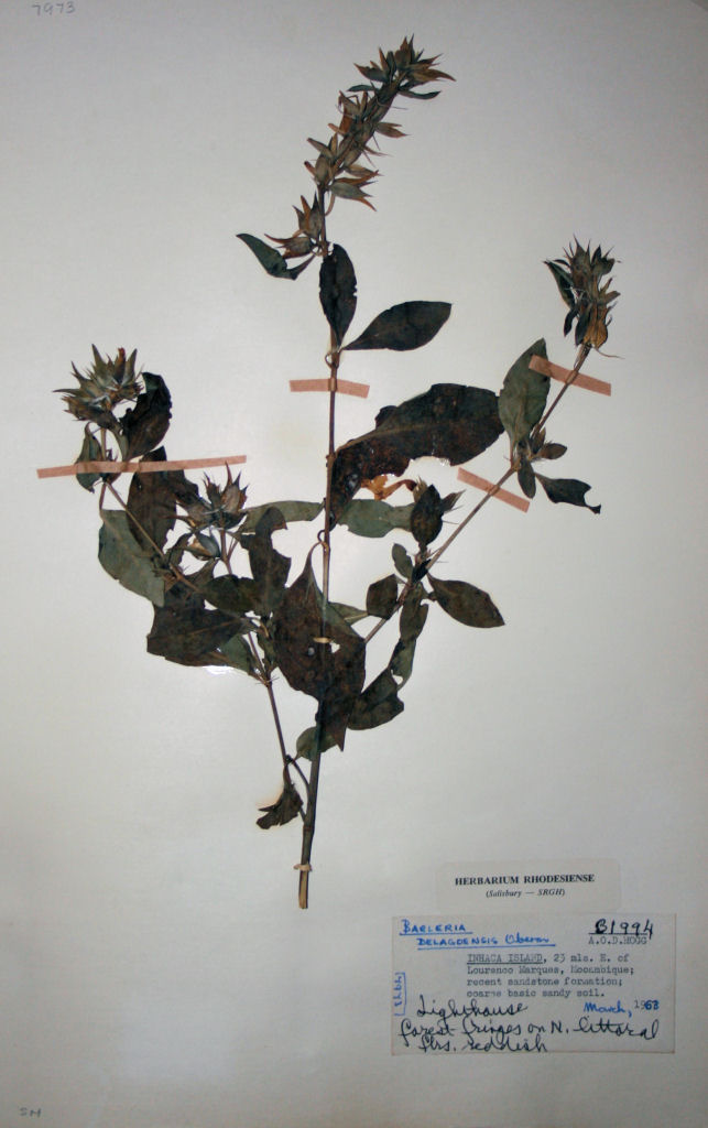 Barleria delagoensis