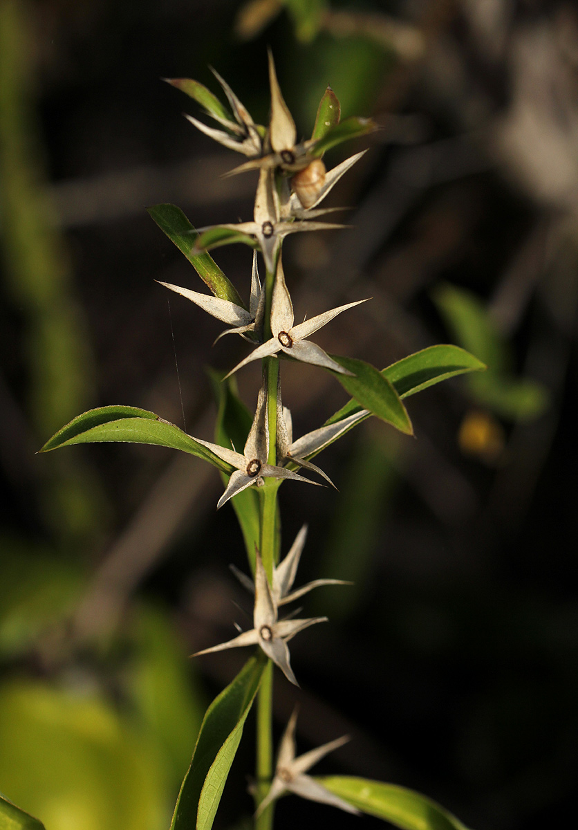 Barleria delagoensis