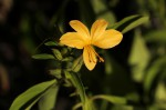 Barleria delagoensis