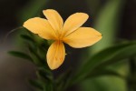 Barleria delagoensis