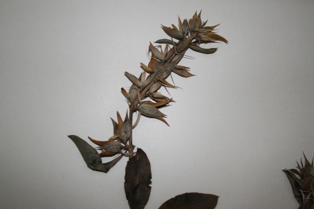 Barleria delagoensis