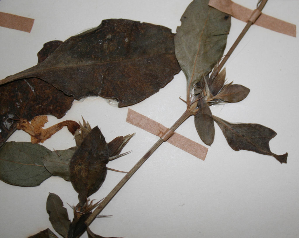 Barleria delagoensis