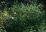 Barleria delagoensis