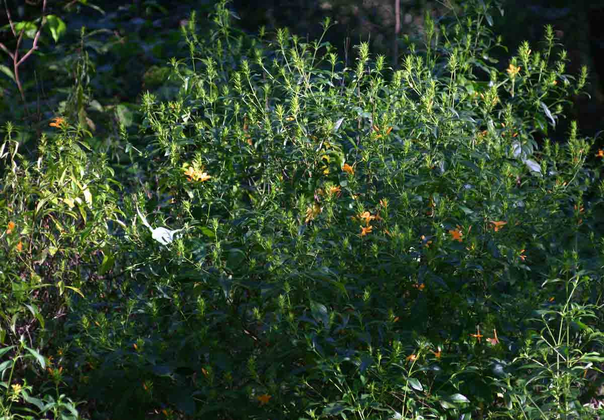 Barleria delagoensis