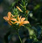 Barleria delagoensis