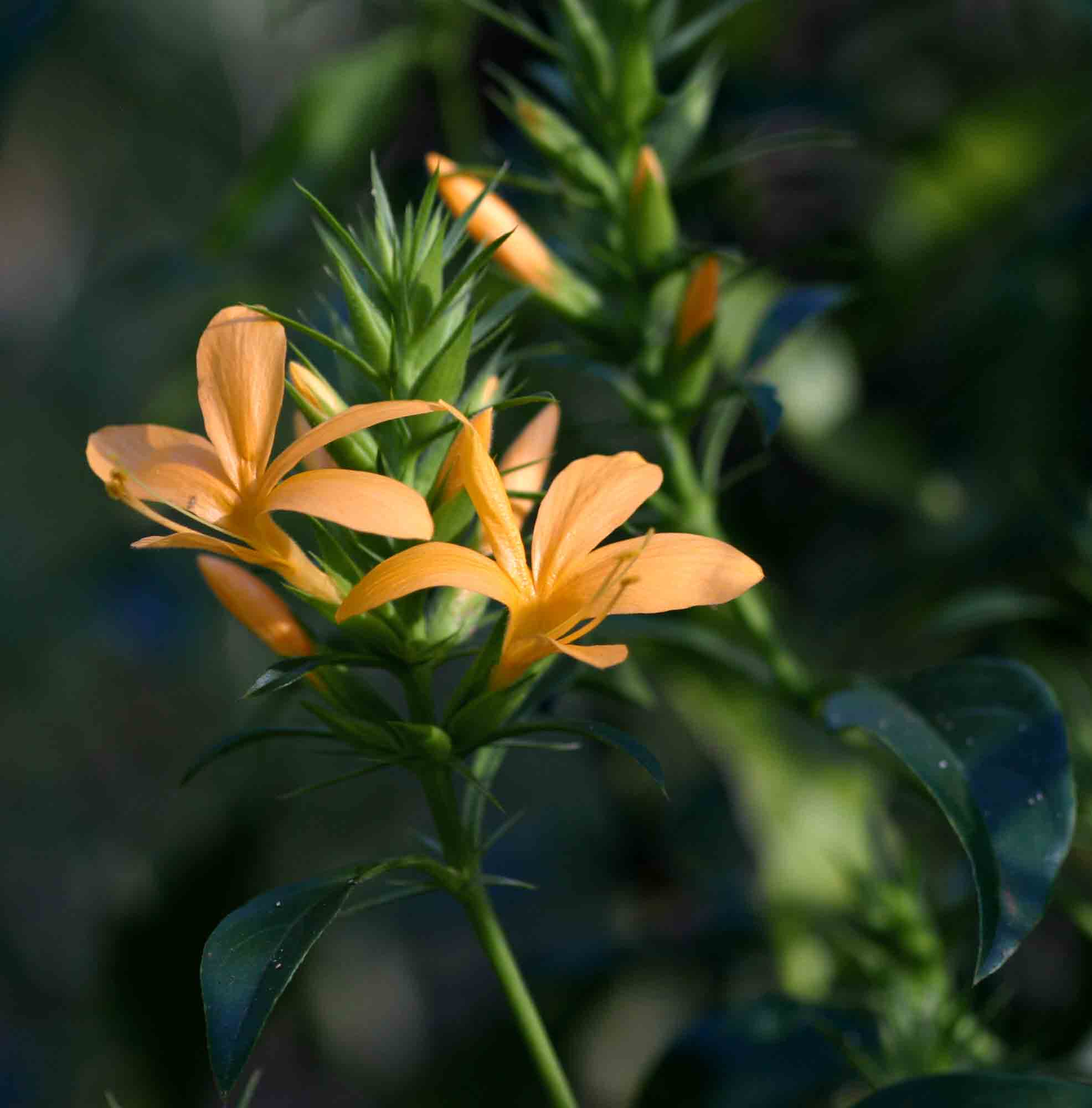 Barleria delagoensis