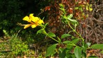 Barleria delagoensis