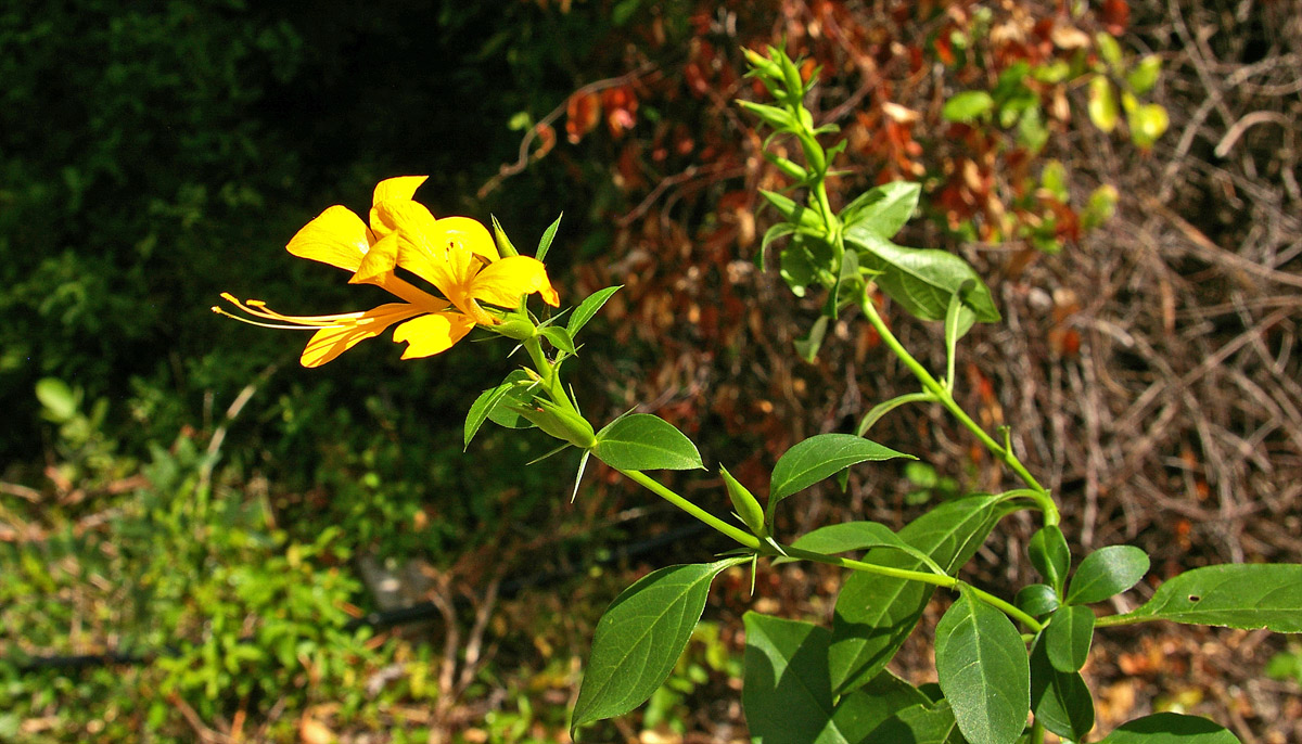 Barleria delagoensis