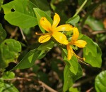 Barleria delagoensis