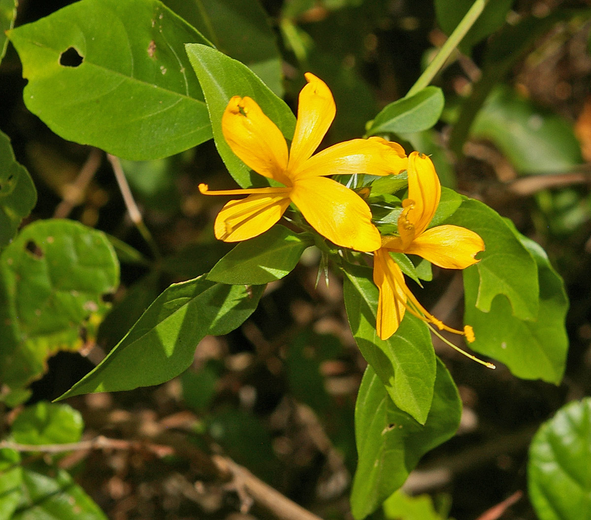 Barleria delagoensis