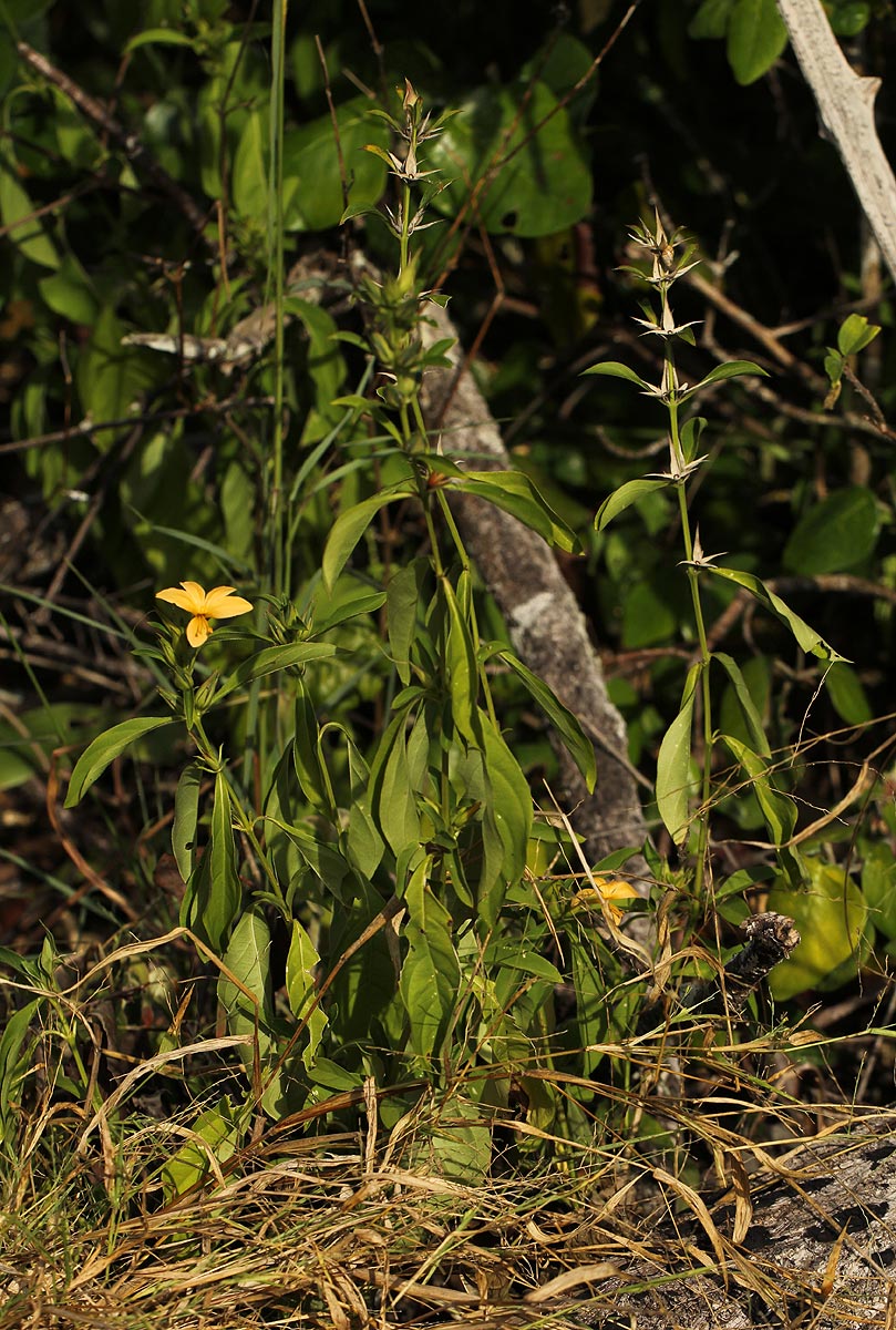 Barleria delagoensis