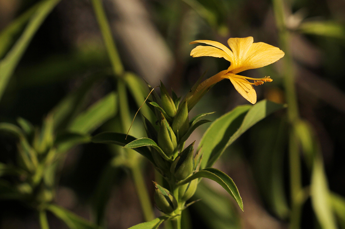 Barleria delagoensis