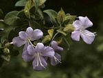 Barleria gueinzii