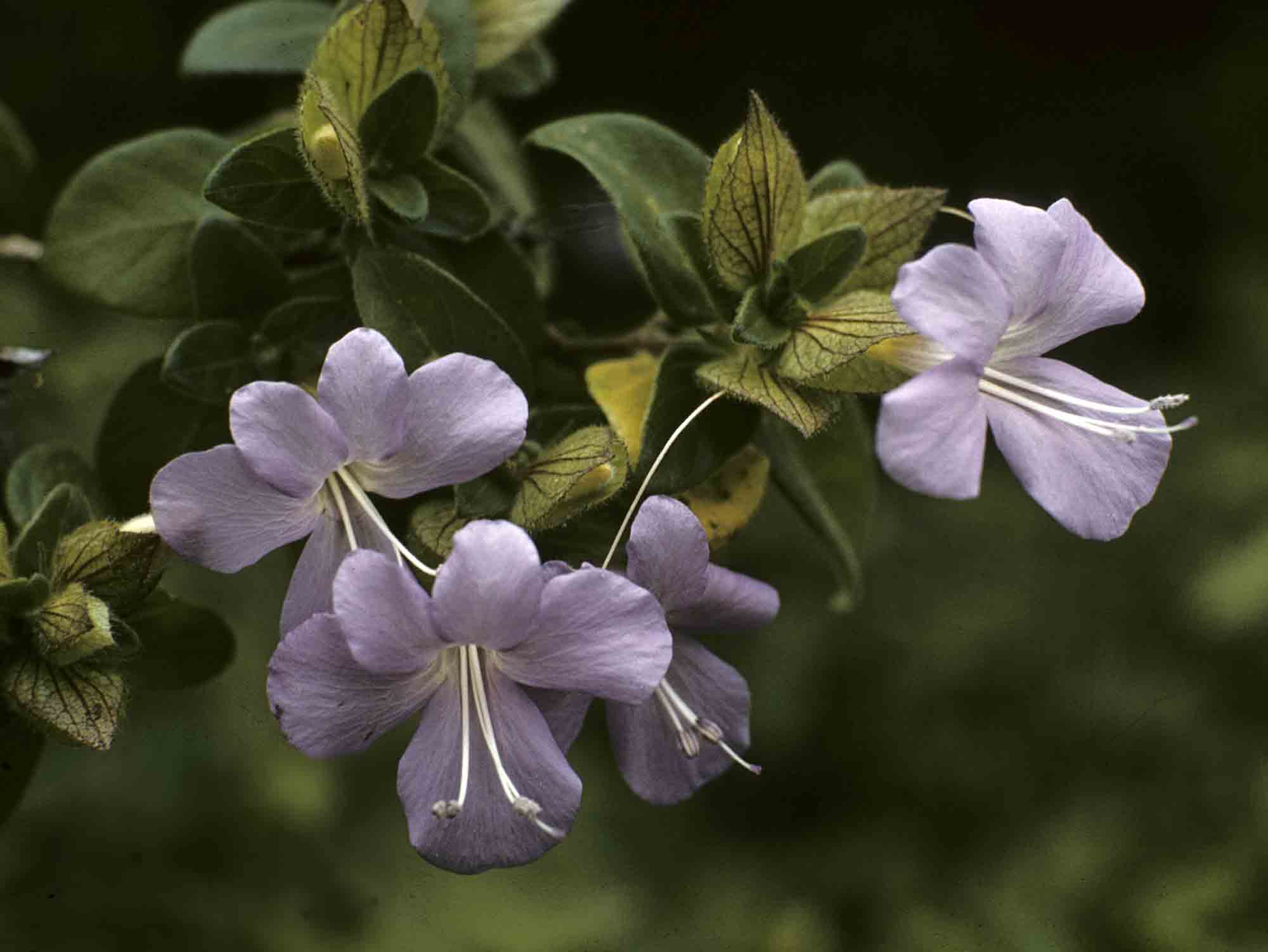 Barleria gueinzii