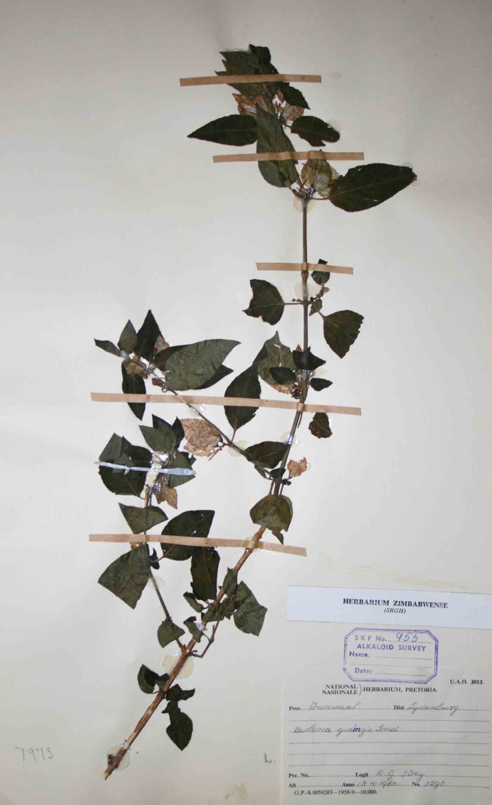 Barleria gueinzii