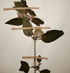 Barleria gueinzii