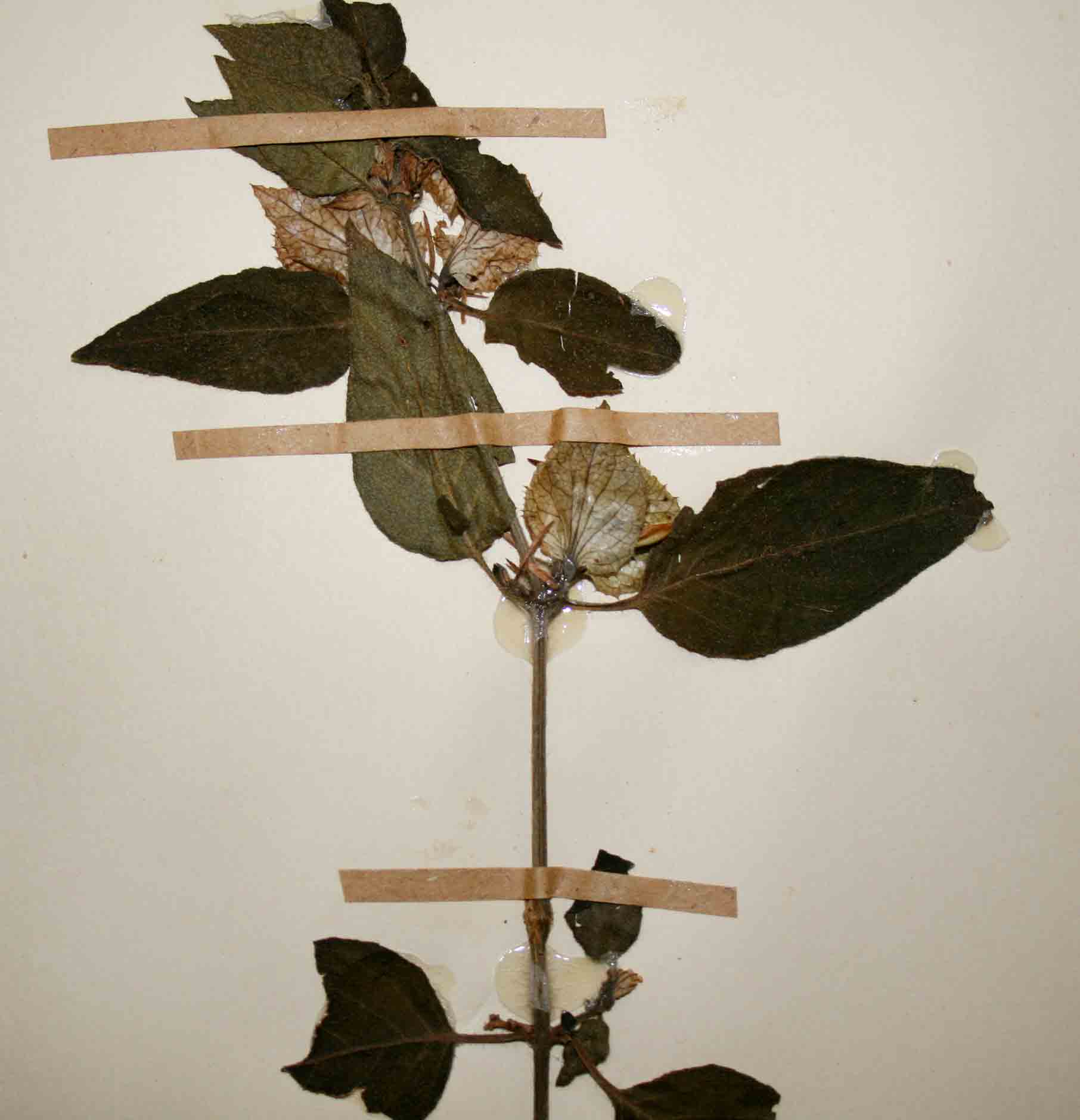Barleria gueinzii
