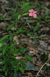 Barleria repens