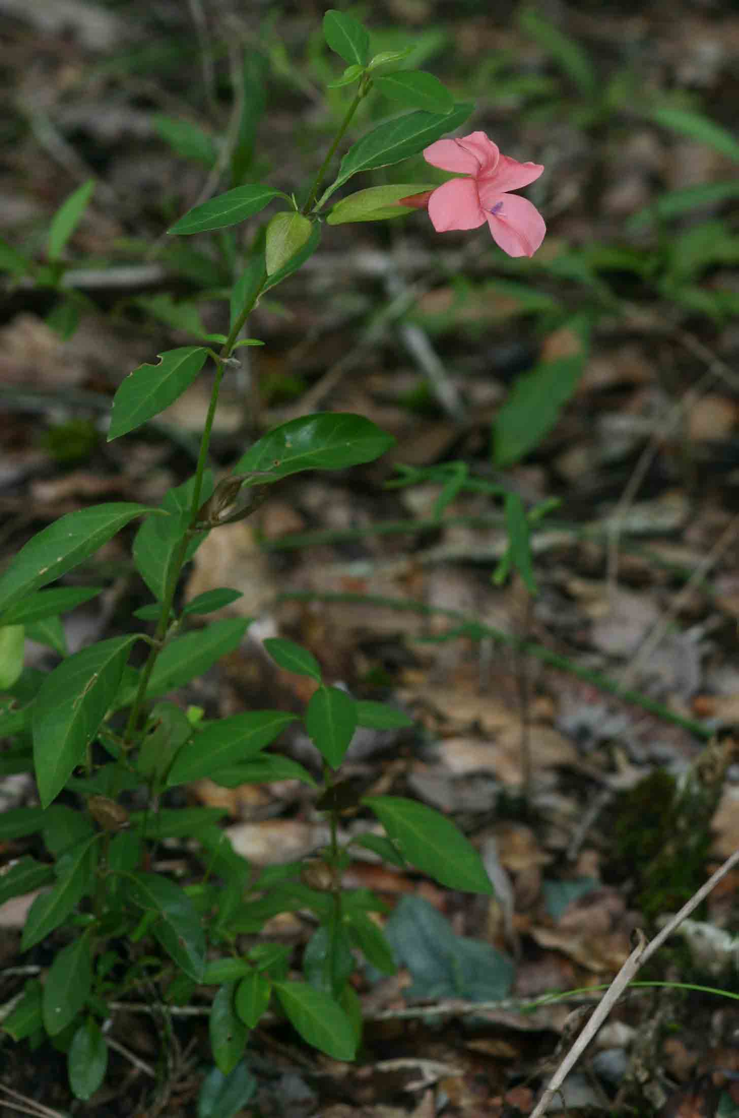 Barleria repens