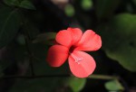 Barleria repens