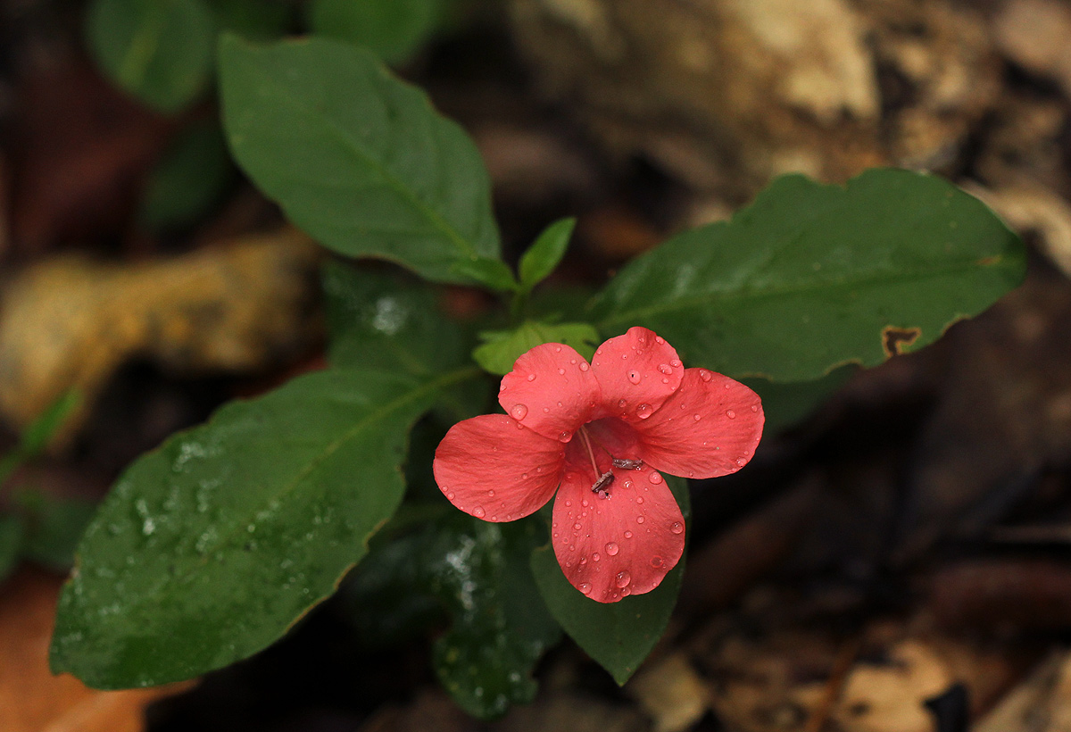 Barleria repens