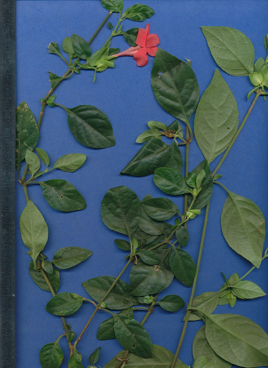 Barleria repens