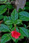 Barleria repens