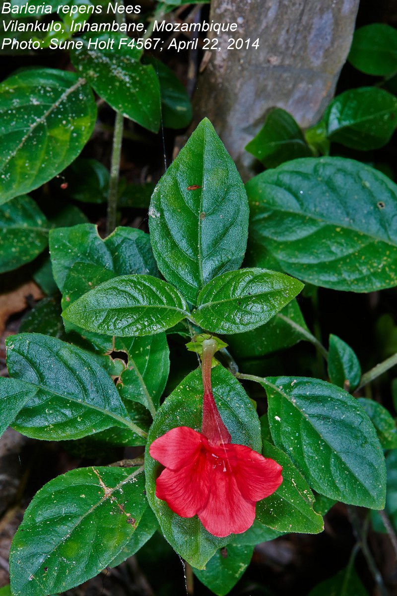 Barleria repens