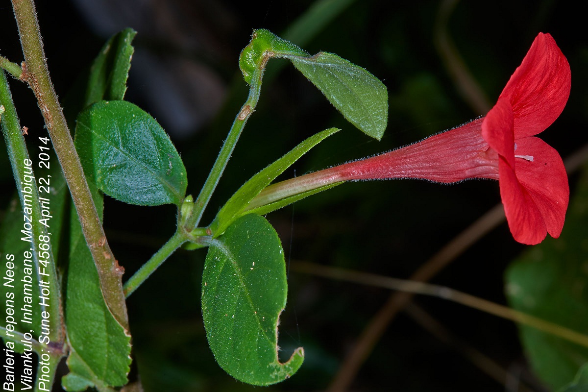 Barleria repens