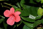 Barleria repens