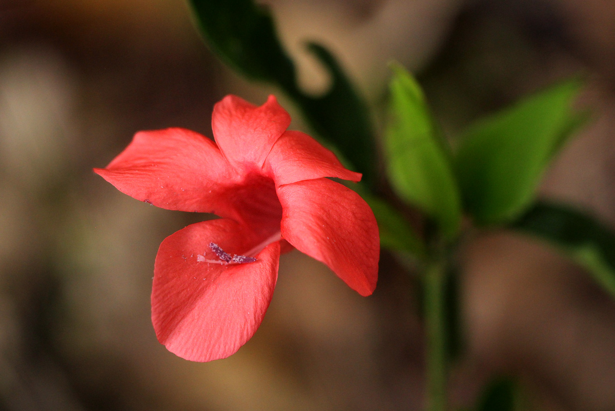 Barleria repens