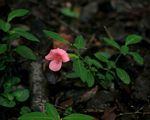 Barleria repens