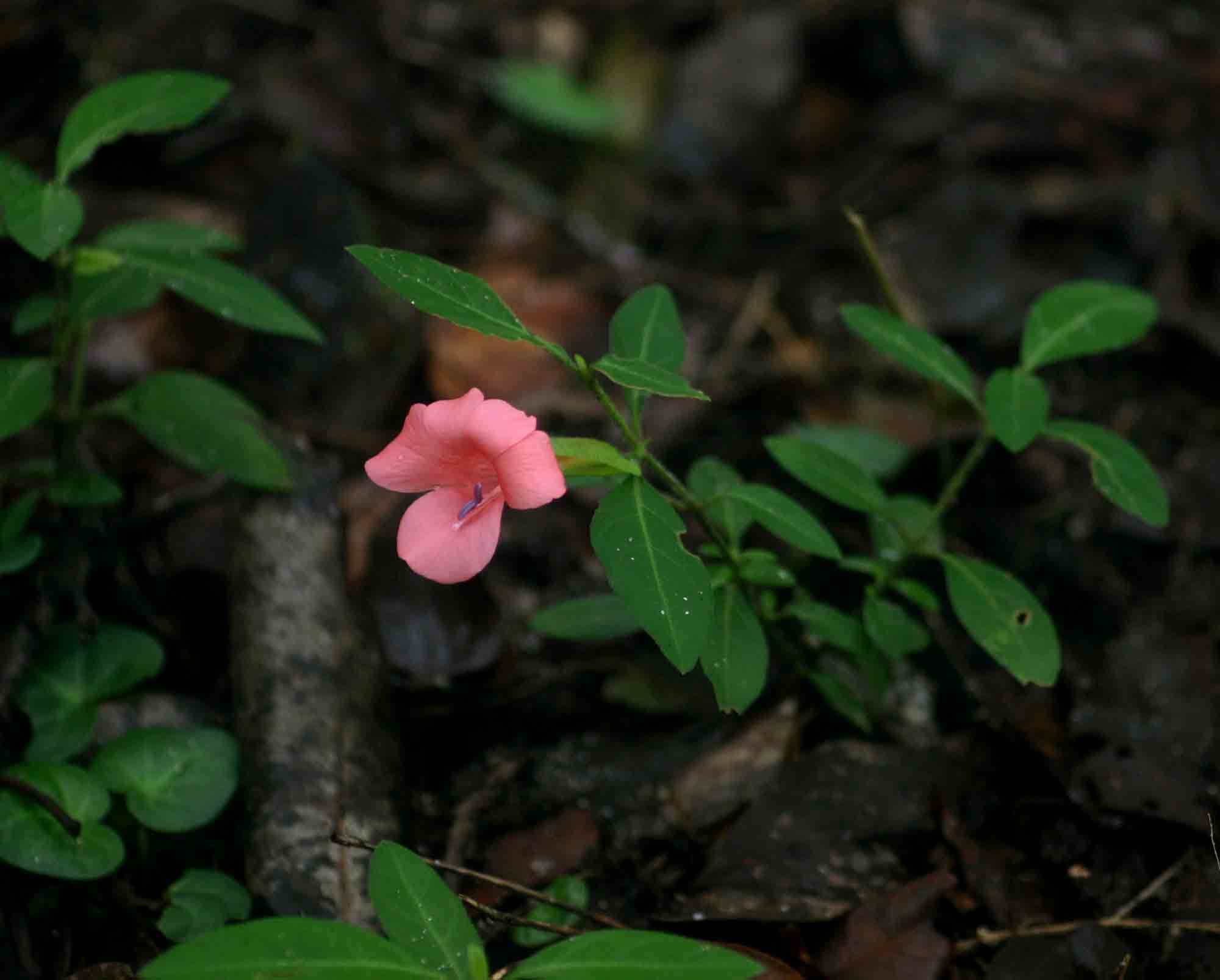 Barleria repens