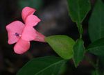 Barleria repens