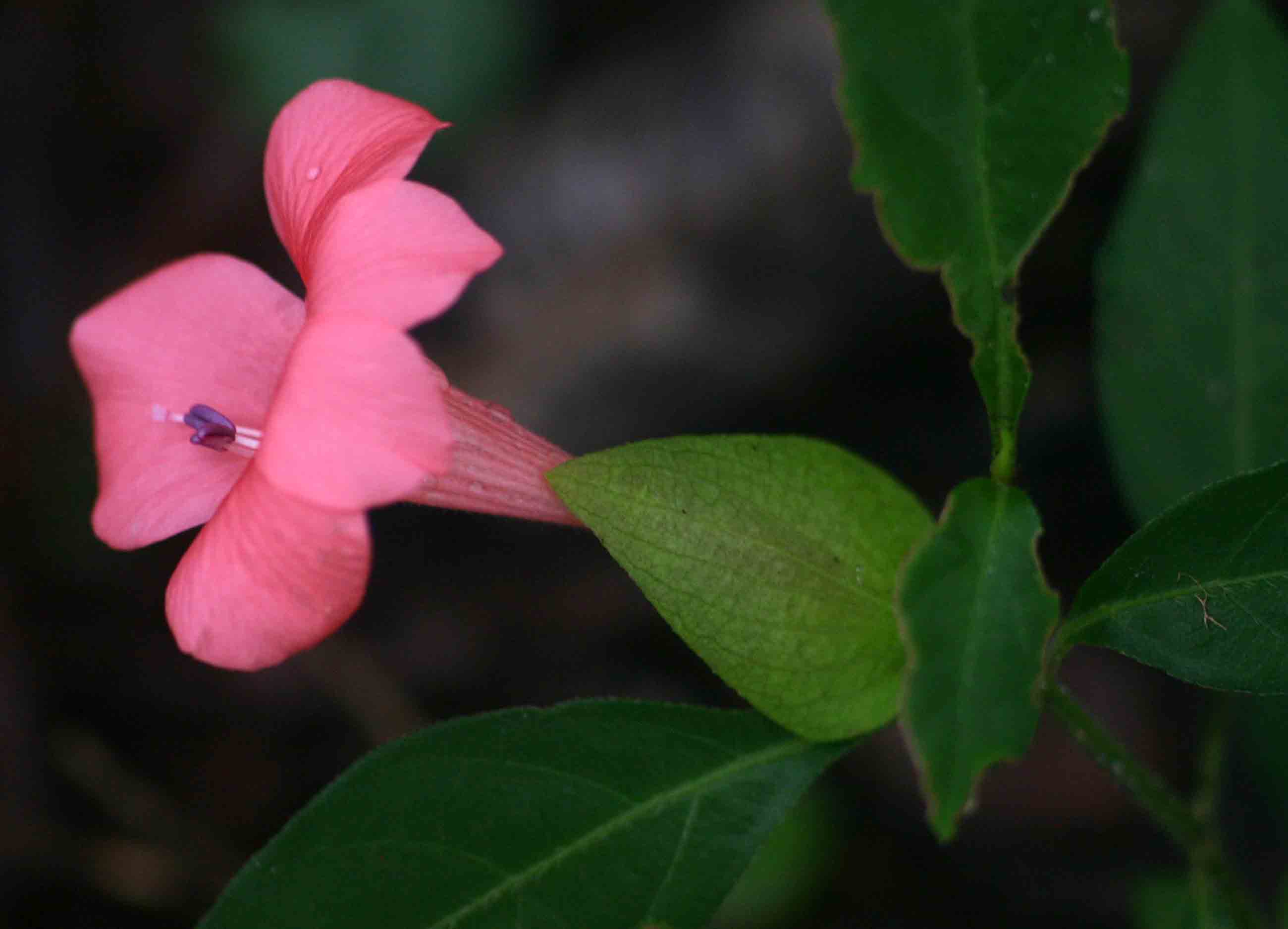 Barleria repens