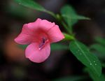 Barleria repens