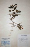 Barleria repens