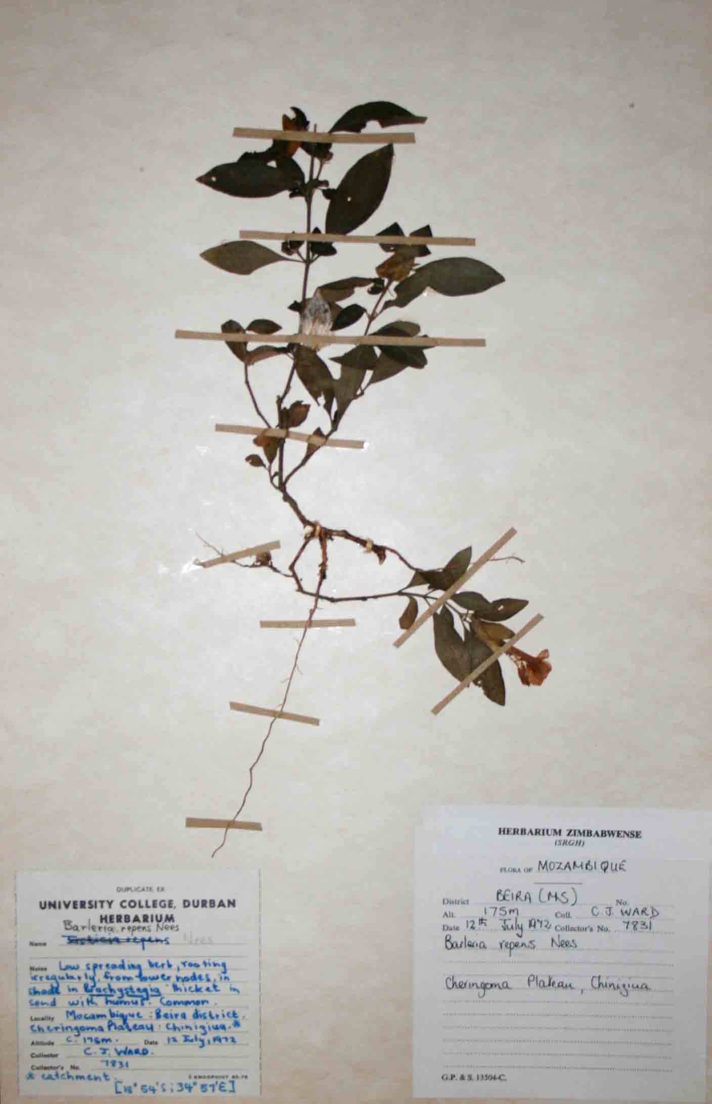 Barleria repens