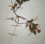 Barleria repens