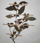 Barleria repens