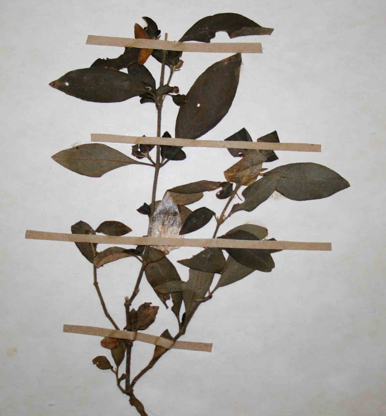Barleria repens