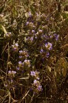 Blepharis grandis