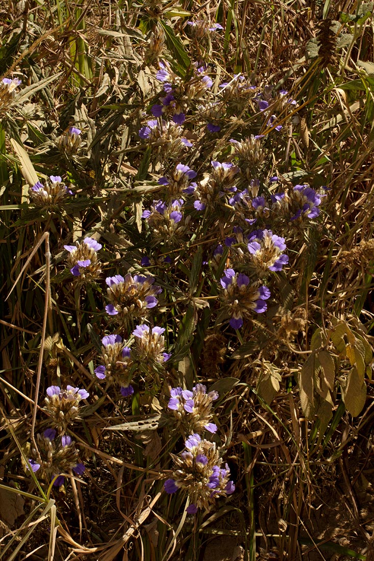Blepharis grandis