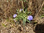 Blepharis grandis