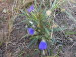 Blepharis grandis
