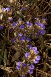 Blepharis grandis